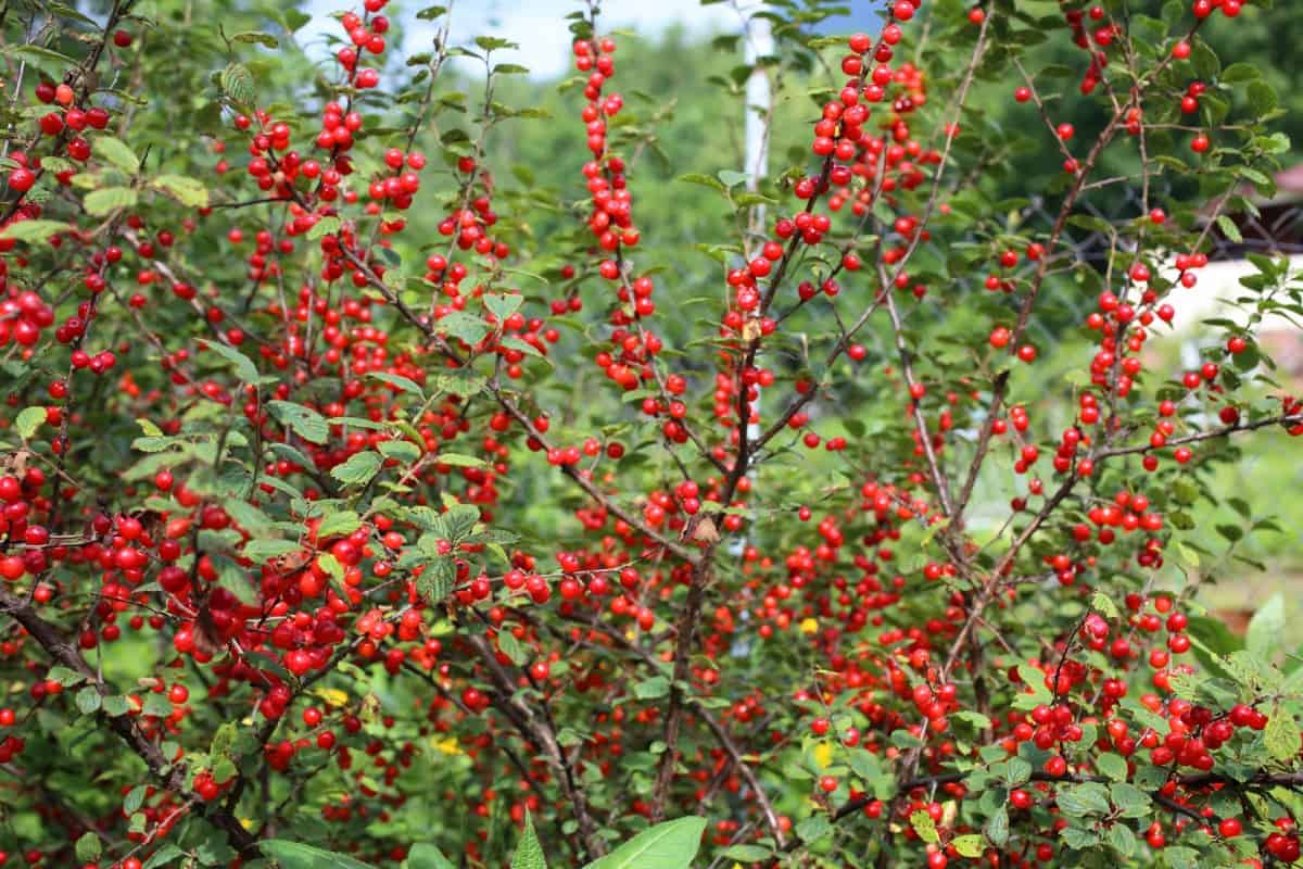 Enjoy the fruits of the Nanking cherry bush while it keeps the wind off your plants.