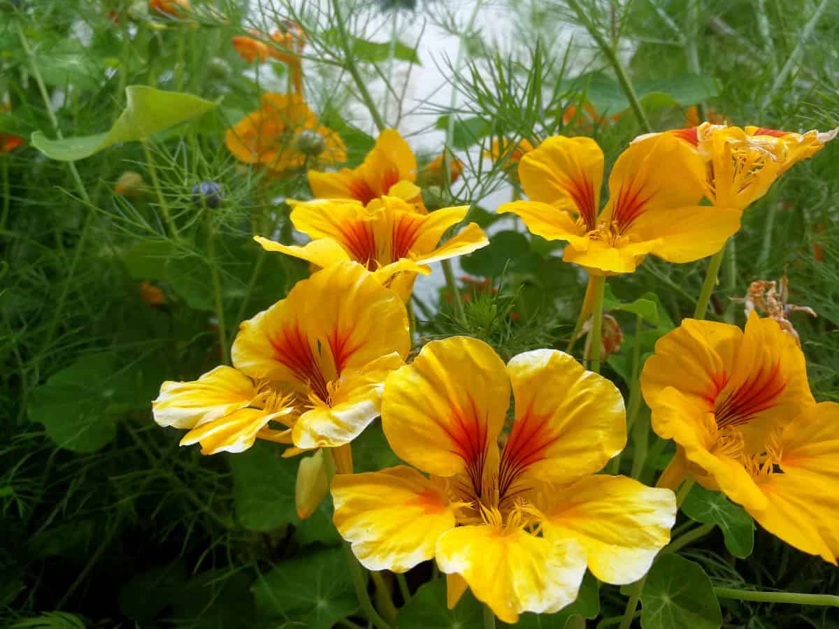 Nasturtiums thrive in poor soil and lack of water.