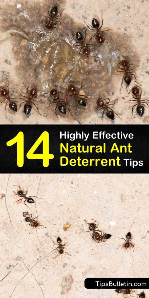 Learn how to deter ants from your home using natural ingredients and techniques. Make a homemade ant killer spray white with vinegar or peppermint oil for countertops and spread diatomaceous earth along entry points to the home. #natural #antdeterrent #homemade #deterrent #deter #ants