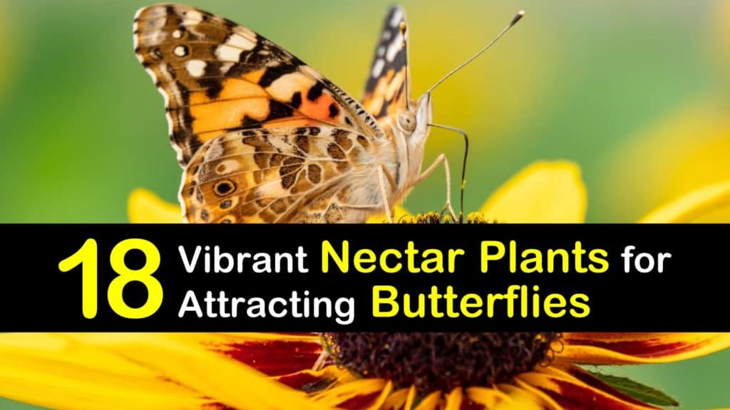 Nectar Plants for Butterflies titleimg1