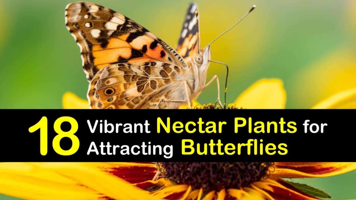 18 Vibrant Nectar Plants for Attracting Butterflies