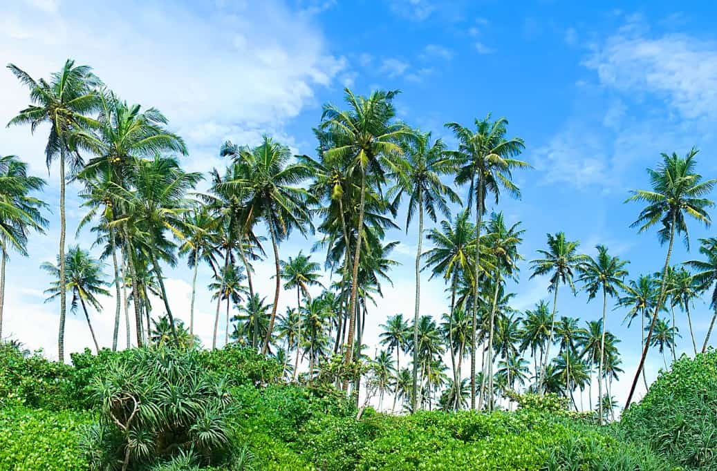 The needle palm has sharp spines on its stems so use care when handling.