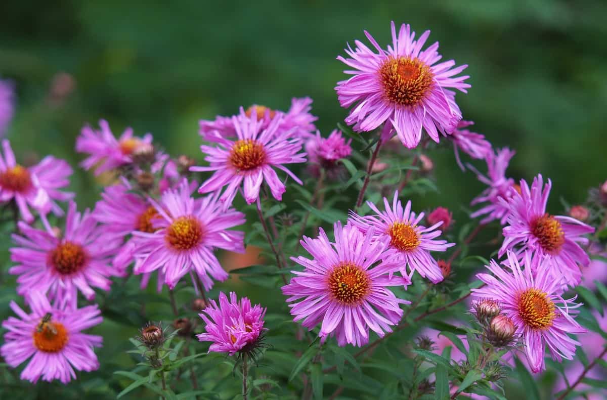 New England asters bloom from late summer into the fall.