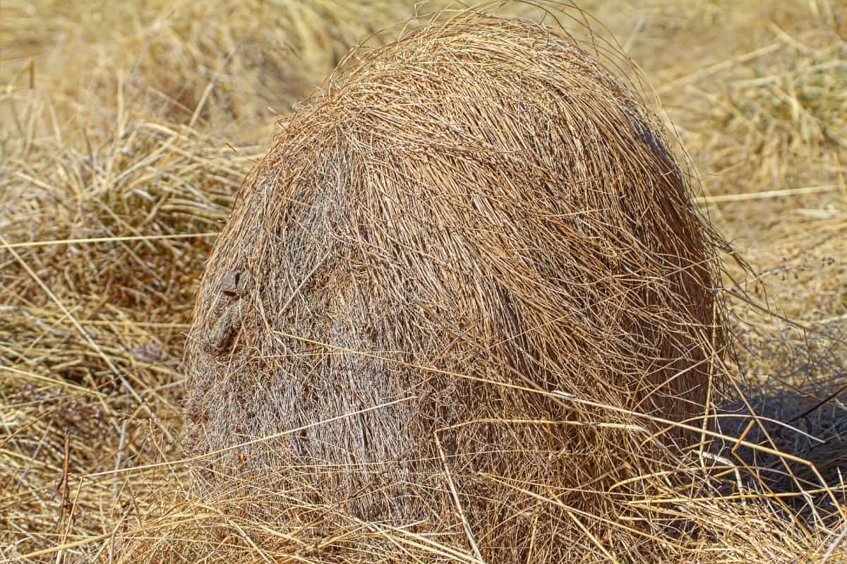 The strands of New Zealand hair sedge look a lot like hair.