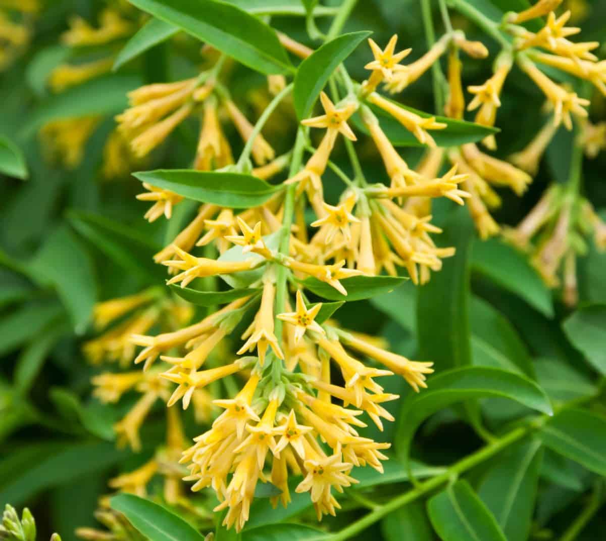 Night blooming jasmine is not related to jasmine but is a tree that makes a great privacy fence.