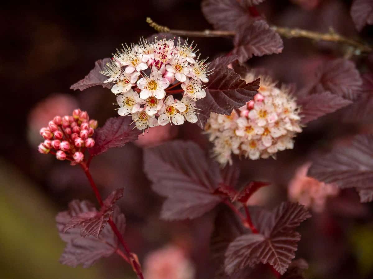 Ninebark shrubs peel in several different layers, giving them their name.