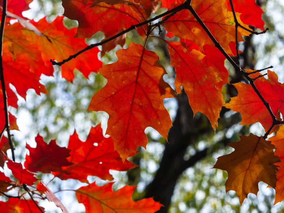 The northern red oak is easy to transplant.