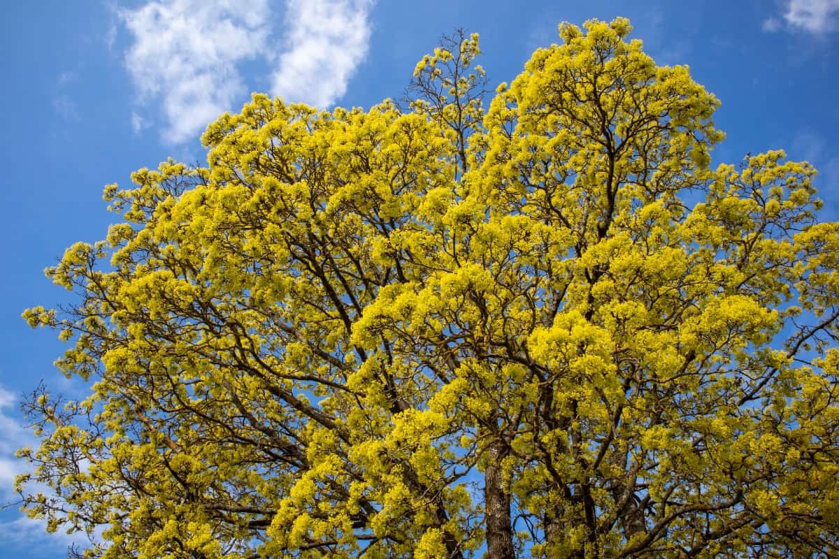 The Norway maple is disease-resistant, making it challenging to eradicate.