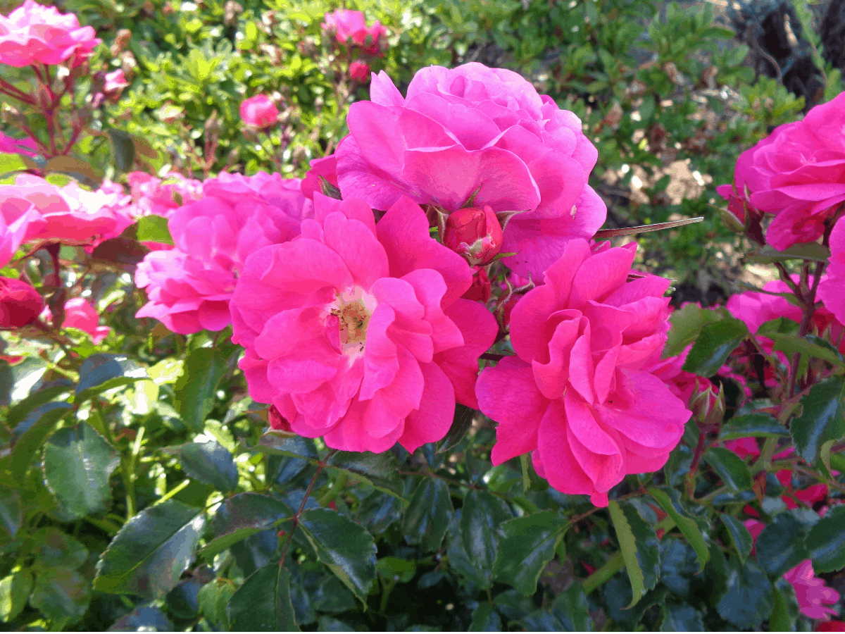 Old Rosemary roses are a hybrid variety well-suited for the beach.