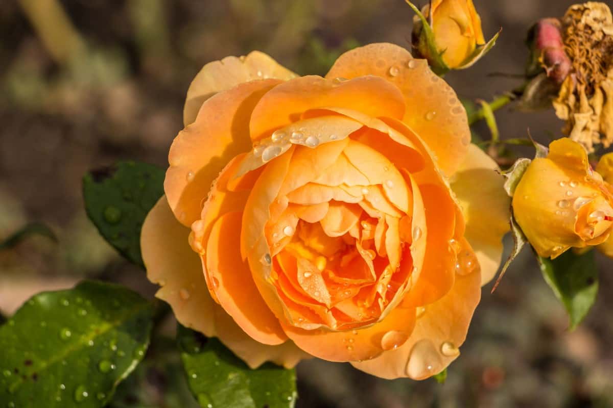 Orange freedom roses are perfect for edging a walkway.