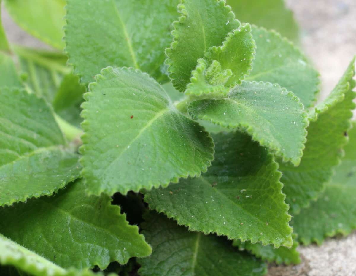 Oregano is an herb that prefers growing in full sun.