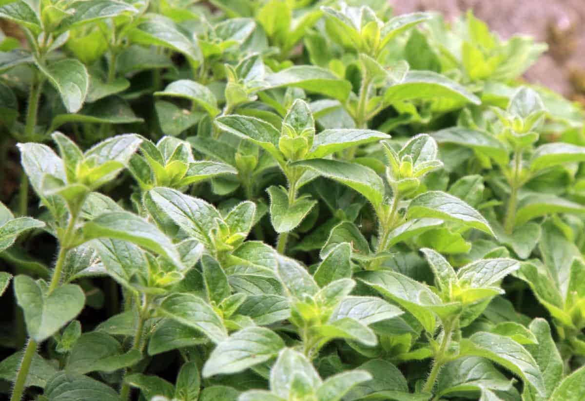 Oregano is an integral part of Italian cuisine.