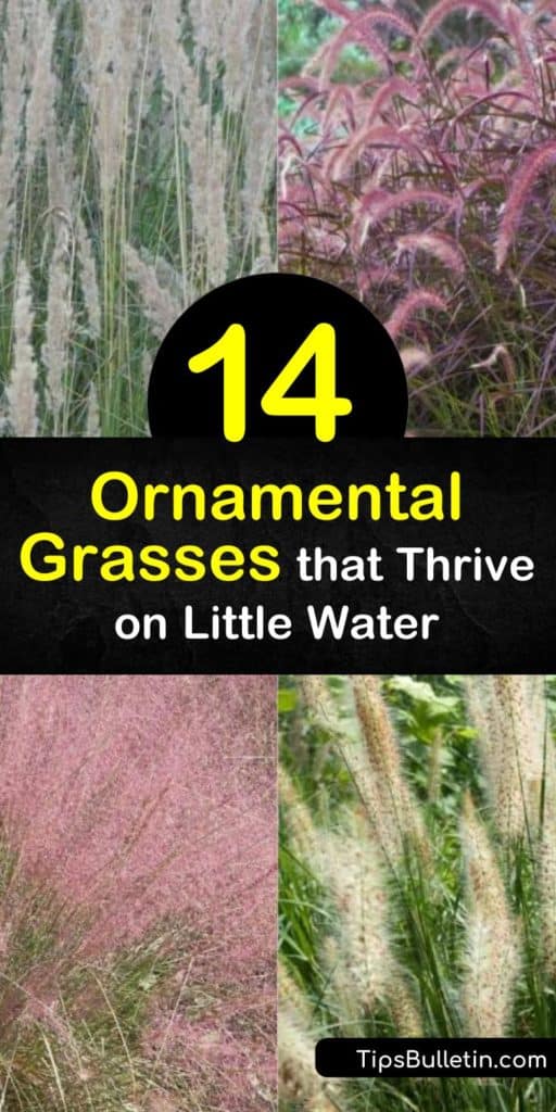 Adding Blue Fescue, Fountain Grass, or Switchgrass is a great way to add some color to a drought-tolerant landscape. Using Pampas Grass with its large, fluffy plumes in the late summer adds texture and beauty to a barren landscape. #ornamental grass #ornamentalgrass #drought #grass