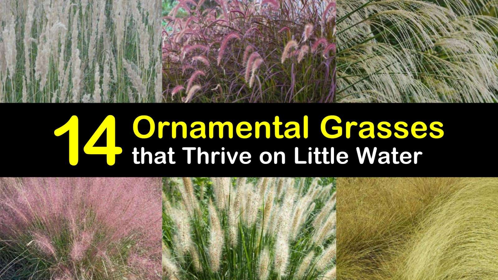 14 Ornamental Grasses that Thrive on Little Water
