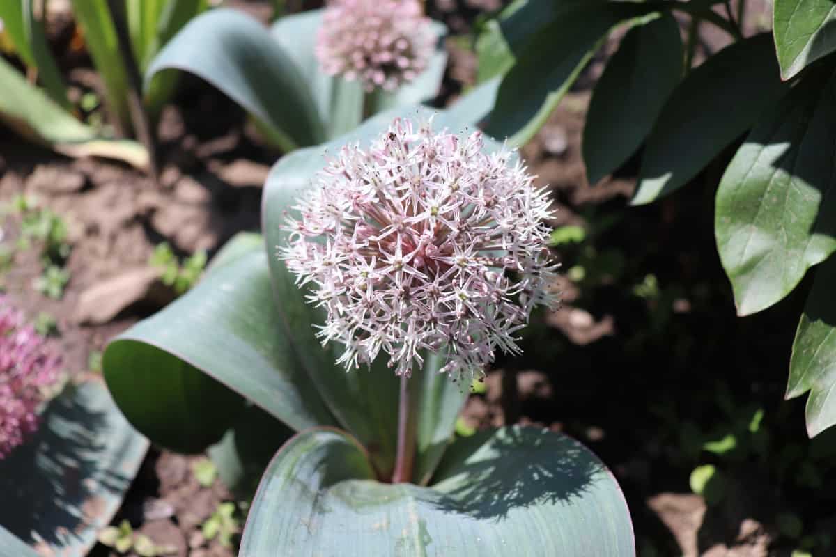The ornamental onion is a unique-looking perennial.