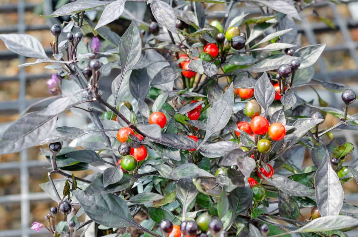 The purple ornamental pepper plant has colorful leaves and fruits.