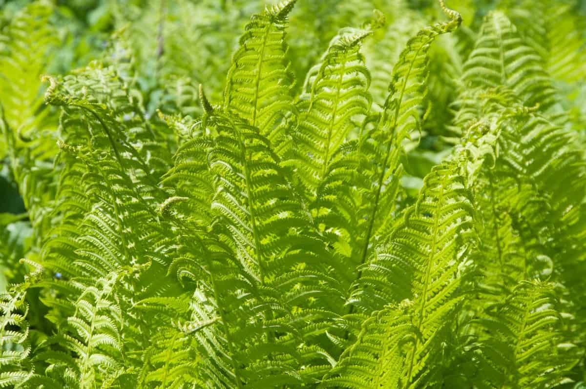 The ostrich fern thrives in all kinds of tough conditions.