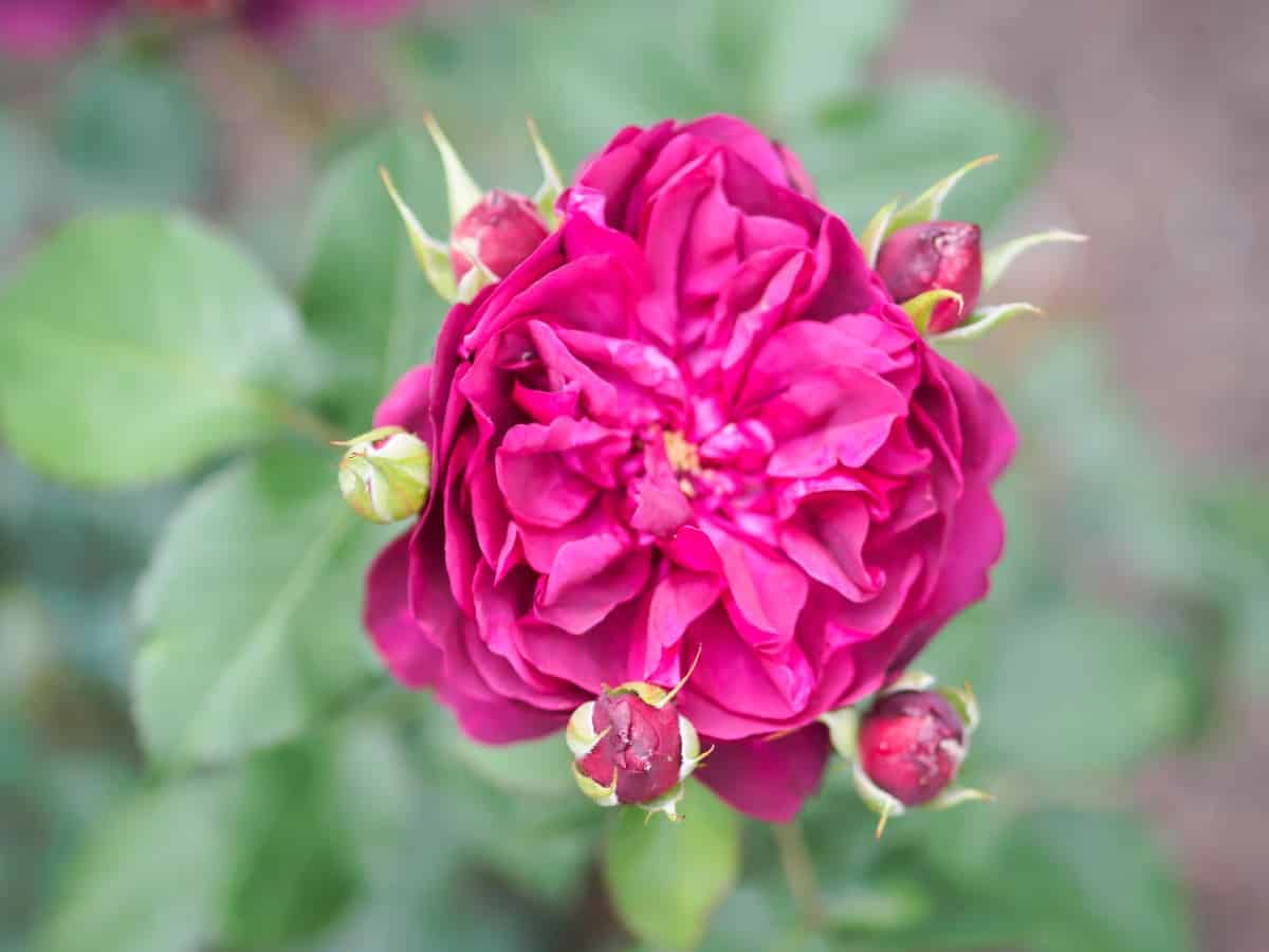 The Outta the Blue rose is a hardy shrub rose.