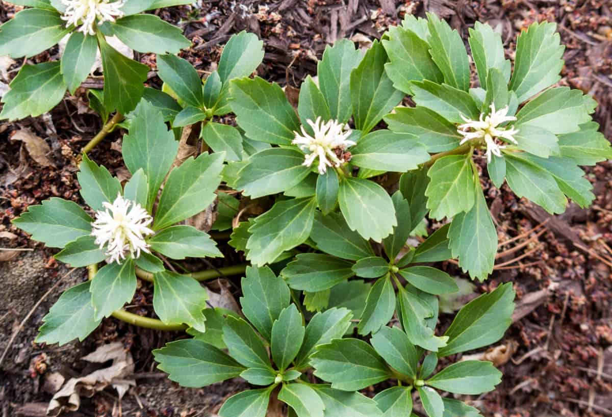 Pachysandra is an evergreen plant in the boxwood family.