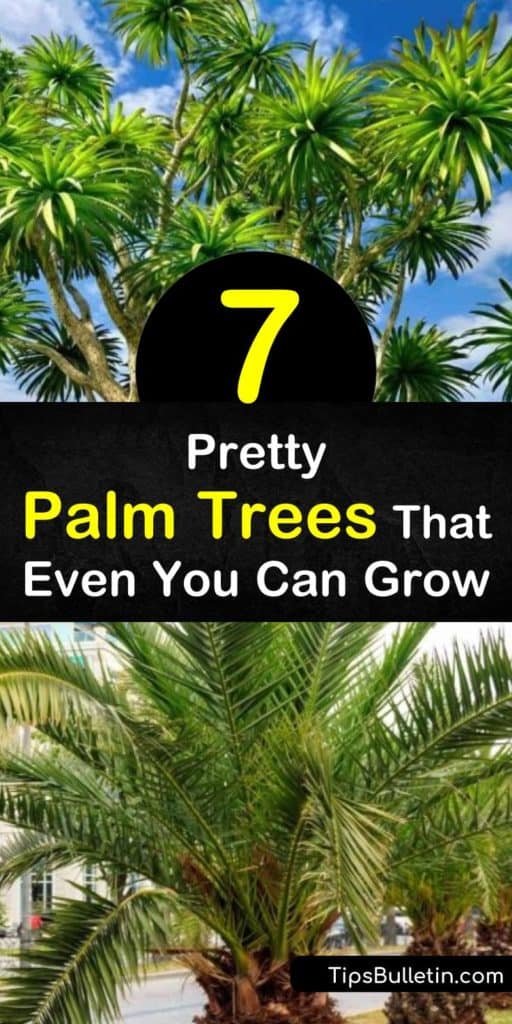 Try these palm trees that grow easily in a state like California or Florida. Bamboo-like areca palm makes an ideal houseplant, while windmill palm survives below freezing. Queen palm and pygmy date palm produce sticky dates that leave you licking your fingers. #palmtrees #palms #tropicalplants