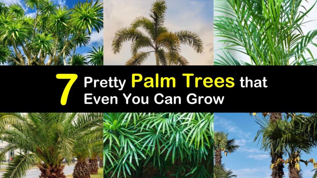 Palm Trees titleimg1