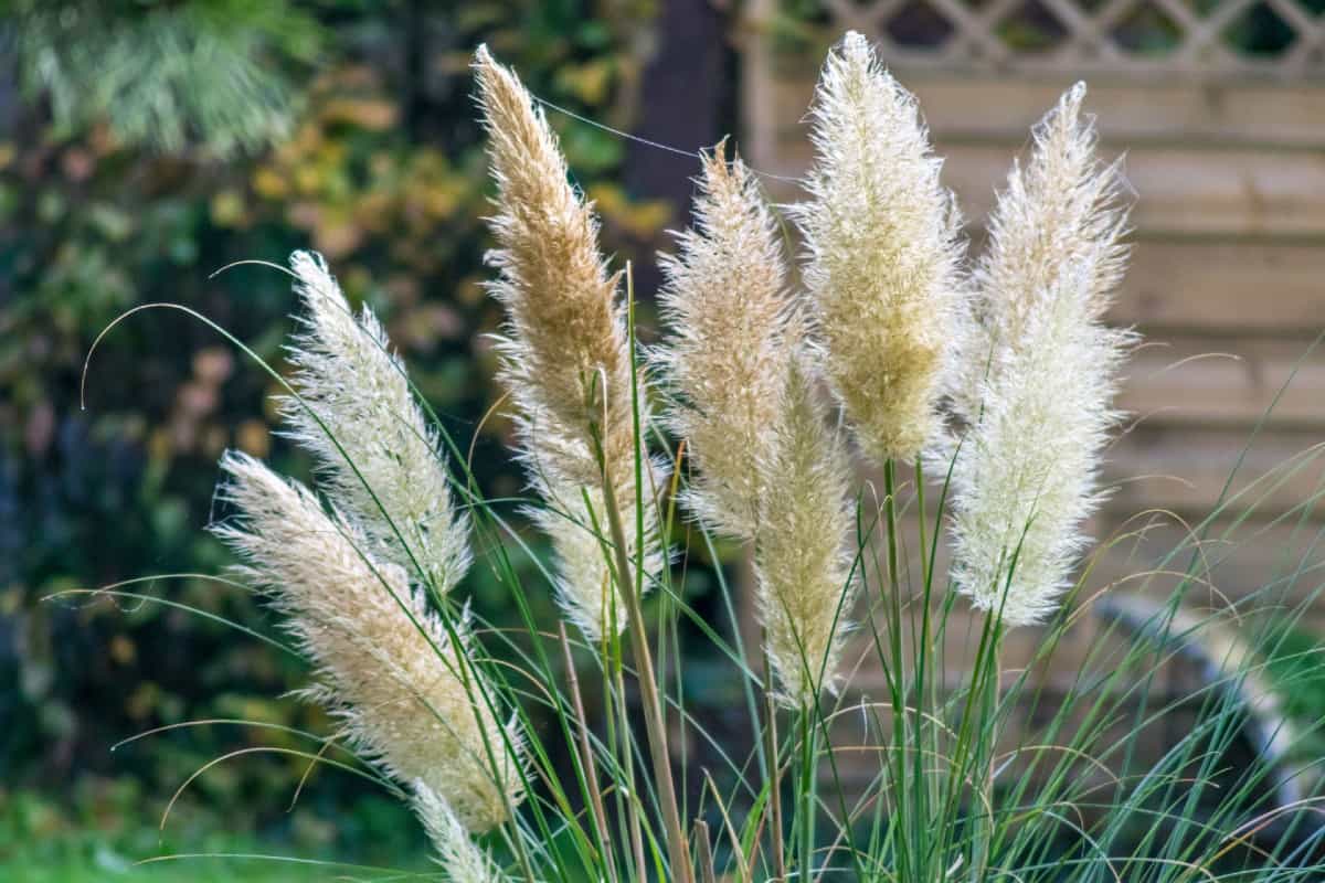 Pampas grass is invasive in 2 states but well-controlled in the others.