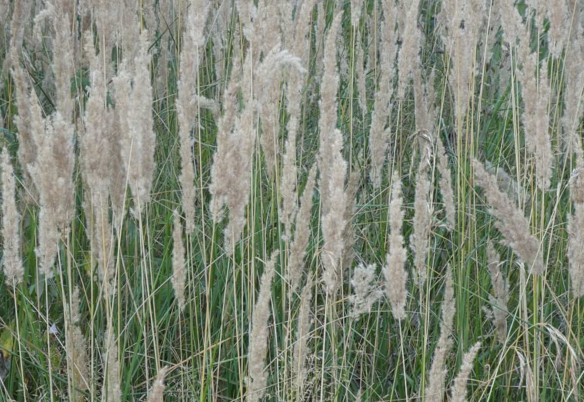 Pampas grass is a stunning ornamental.