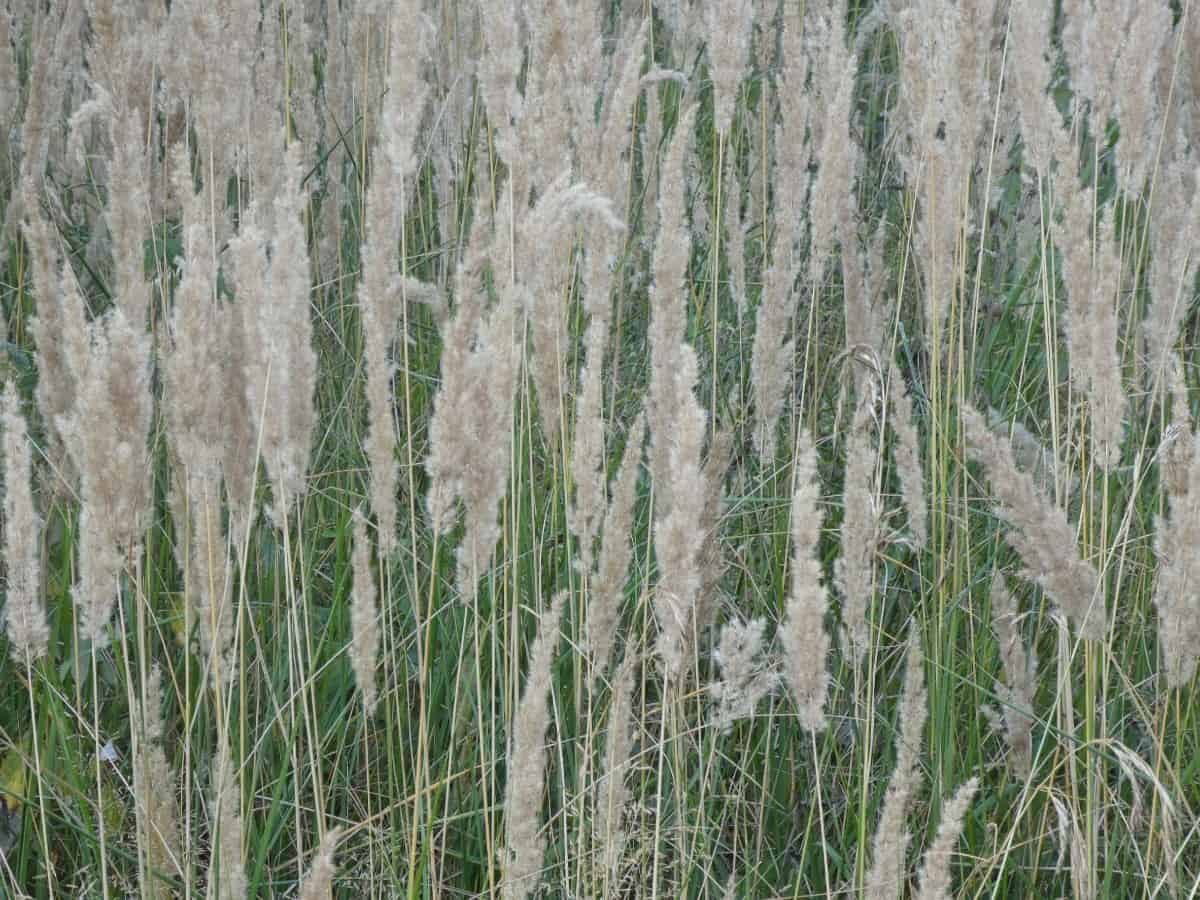 For a showy ornamental, try pampas grass.