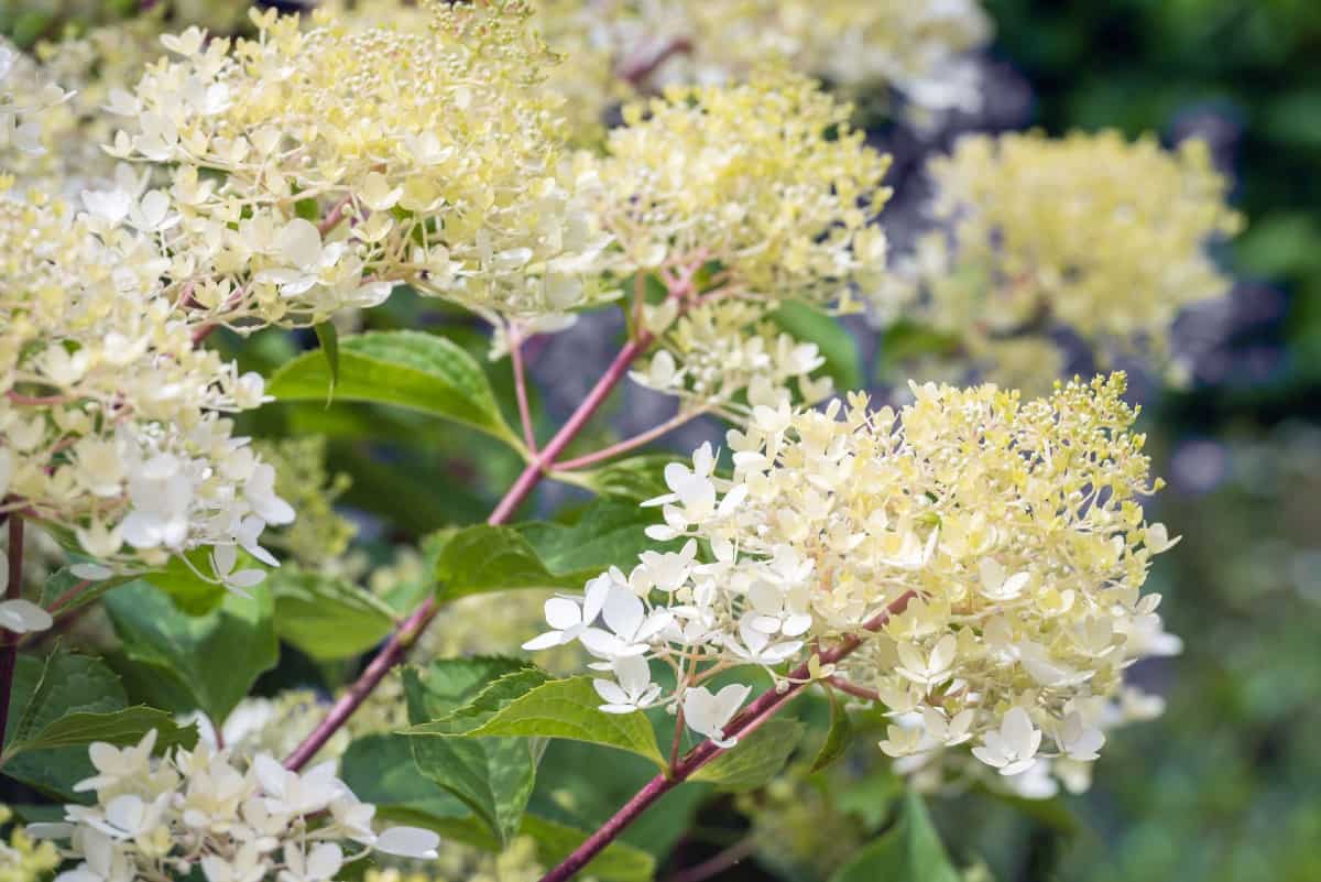 Panicle hydrangeas bloom from July through September.