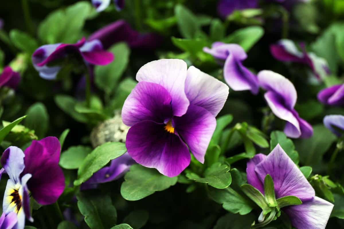 Pansies offer bright colors in cooler weather.