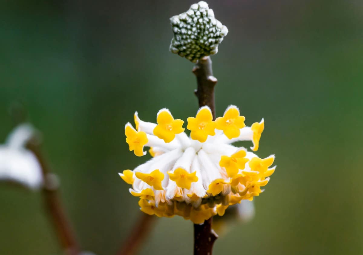 The paperbush is known for its papery bark.