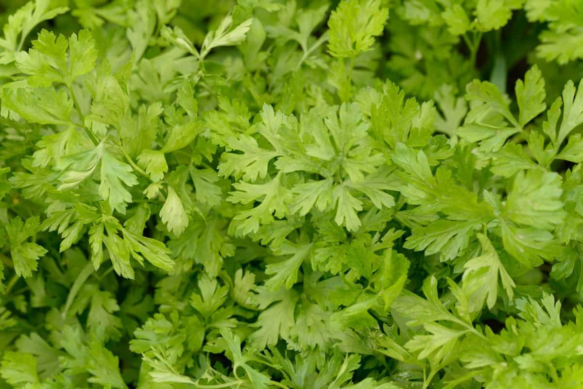 Parsley comes in both flat and curly types.