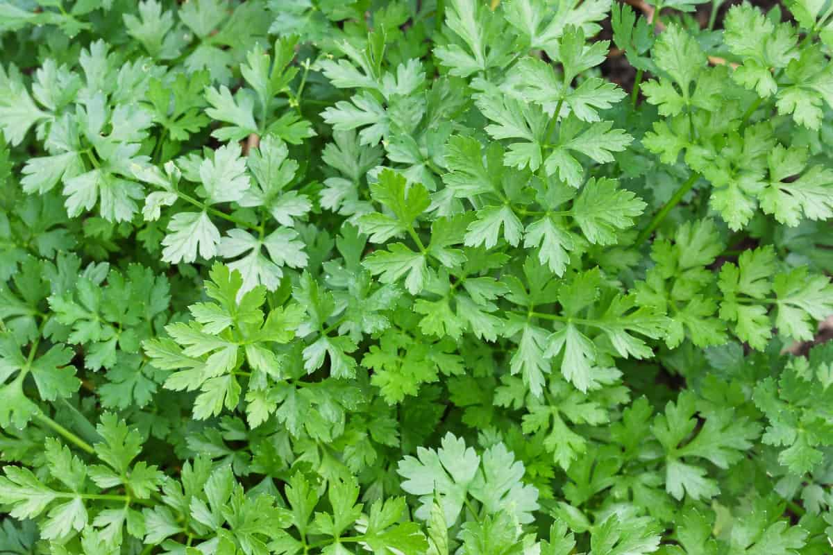 Parsley grows well in containers or the garden.