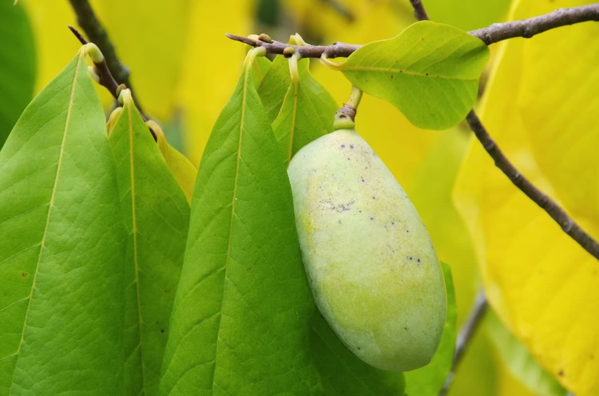 Paw paw's are ornamental trees that many butterflies love.