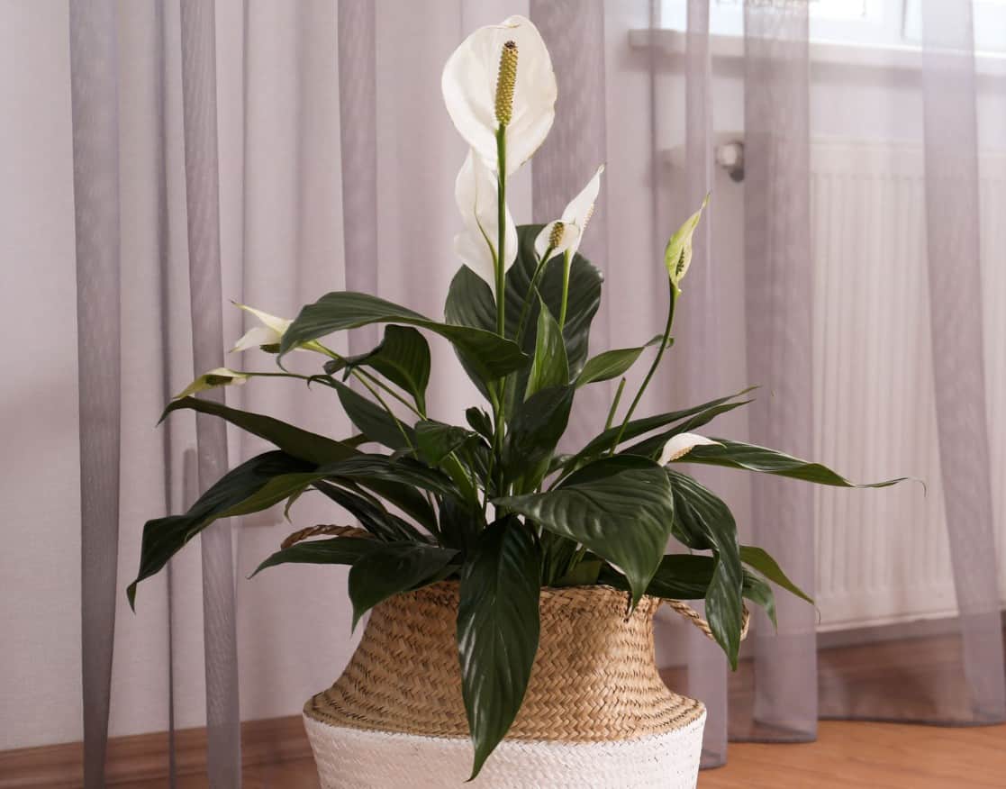 Peace lilies are well recognized for their air cleaning qualities.