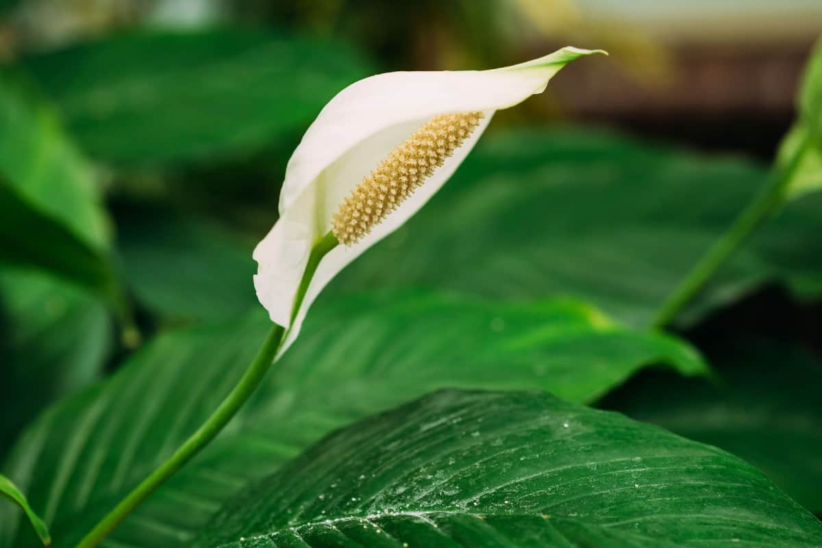 The peace lily has glossy leaves and pretty flowers.