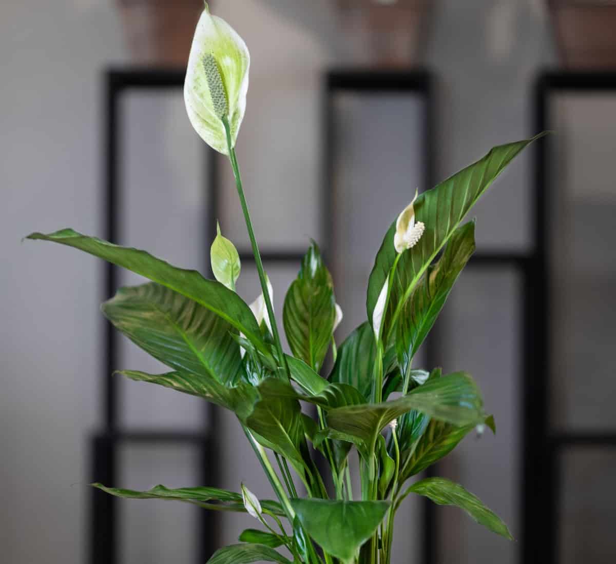 Your peace lily will thrive with damp soil conditions.