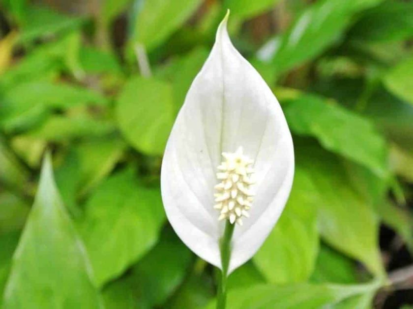 17 Low Light Outdoor Plants that Thrive Even in the Shade