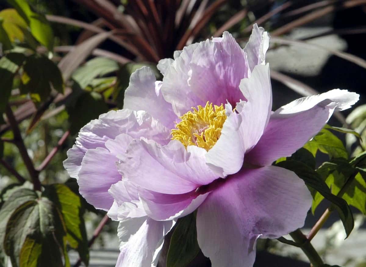 Peonies are attractive shrubs with big blooms.