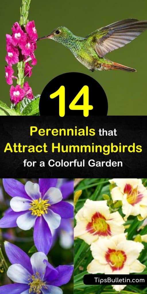 Discover how to attract hummingbirds to your yard by planting colorful and tubular flowers. Fill your garden with orange, pink, and red flowers such as monarda, lobelia, phlox, and bee balm to draw in these tiny birds. #perennialsforhummingbirds #hummingbirds #flowers #birds #plants