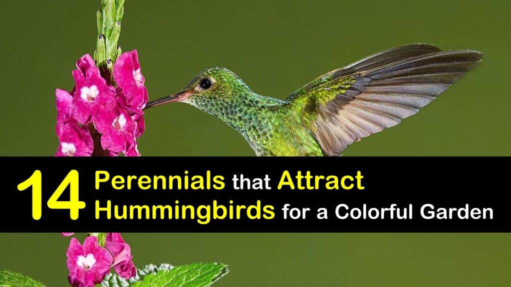 Perennials for Hummingbirds titleimg1