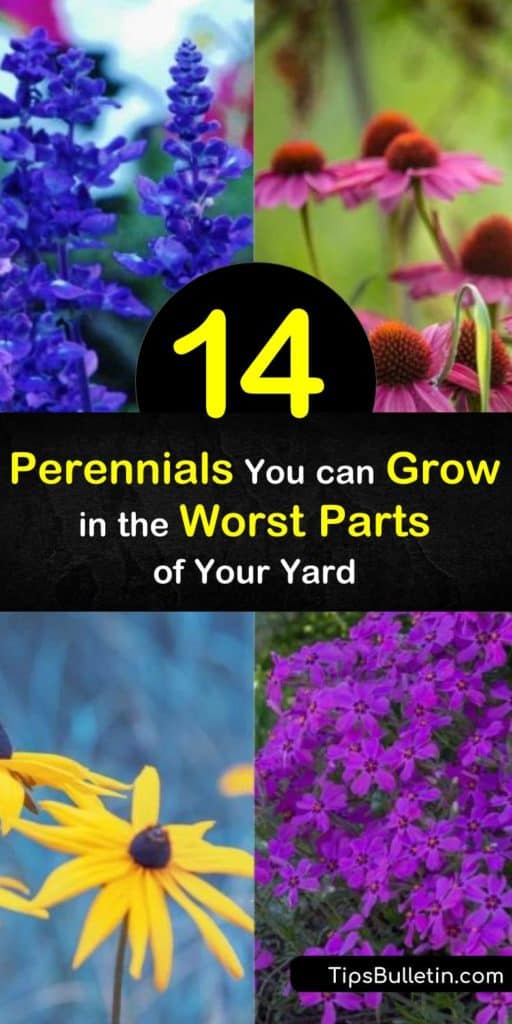 Want to fill your yard with purple flowers from late spring until the fall but are faced with the worst soil conditions? Learn how to use coneflower, coreopsis, phlox, salvia, hosta, and other perennials in those hard to grow spots. #poorsoilperennial #perennials #badsoil