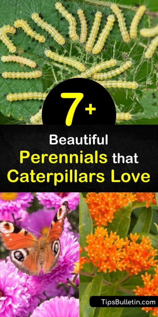 Build your own self-sustaining butterfly garden by planting host and nectar plants like aster, fennel, and spicebush. Species like the black swallowtail, tiger swallowtail, fritillary, and hairstreak butterflies can’t resist these vibrant perennials. #perennials #attract #caterpillars