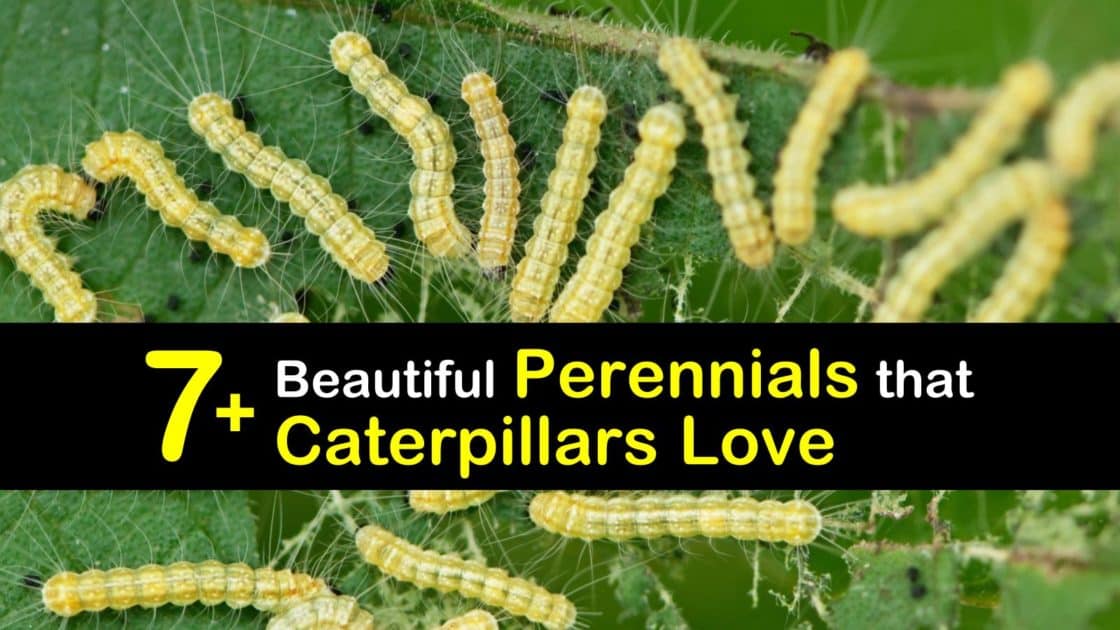 7+ Beautiful Perennials that Caterpillars Love