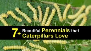 Perennials that Attract Caterpillars titleimg1