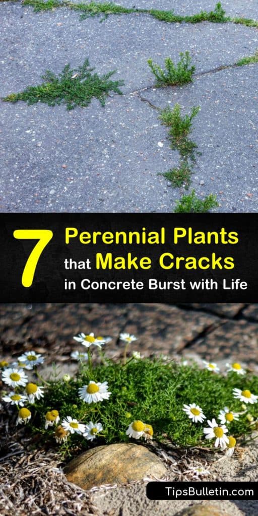 Discover tough perennials to fill in cracks between paving stones or act as edging. Introduce life and color to these empty spaces with pink dianthus, violet campanula, or the white flowers of chamomile. Try thymus for early summer blooms in partial shade. #garden #cracks #perennials #stones