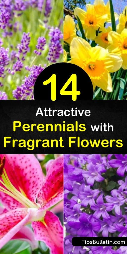 Try incredible perennials with fragrant flowers that smell like citrus, honey, and even chocolate. Incorporate large white flowers like peony and gardenia to add an enveloping aroma to outdoor areas. Plant easy-to-grow phlox for bright-colored, sweet-smelling blooms. #perennials #fragrant #flowers