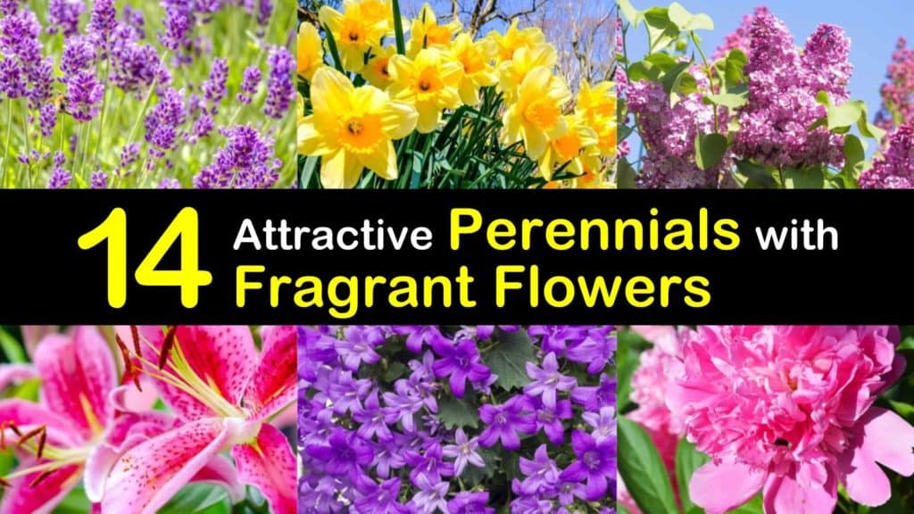 Perennials with Fragrant Flowers titleimg1