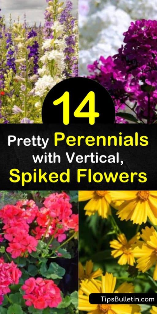 Plant showy flowers, such as salvia and daylily, to attract hummingbirds with blooms that appear from early spring to late summer. Phlox with its green foliage makes an excellent groundcover, but also provides flower spikes. #spiked #flowers #perennials