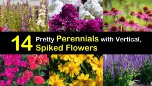 Perennials with Spiked Flowers titleimg1